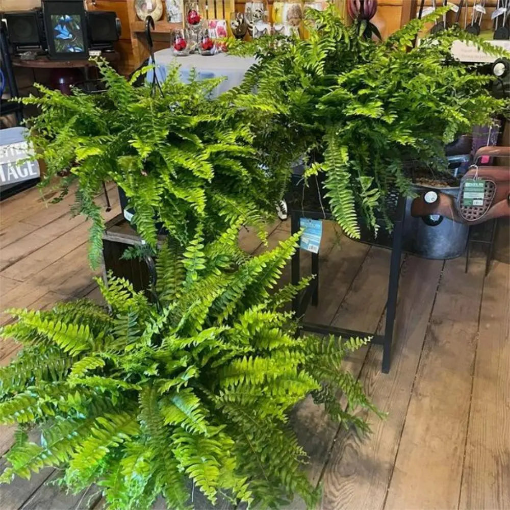 Everlasting Green Artificial Fern